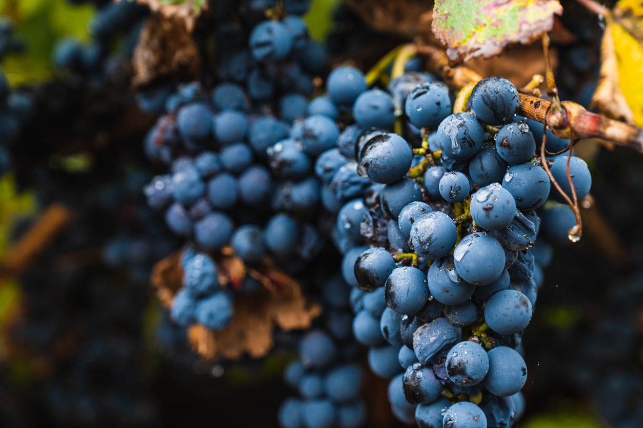 malbec uva