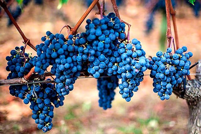 merlot uva